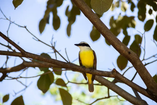 Yapraklı bir ağacın dalına tünemiş bir kuş. Pitangus sülfür.