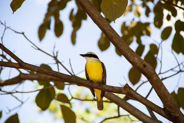 Ptak Siedzący Gałęzi Liściastego Drzewa Siarczan Pitangusa — Zdjęcie stockowe