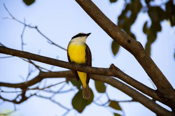 Yapraklı bir ağacın dalına tünemiş bir kuş. Pitangus sülfür.