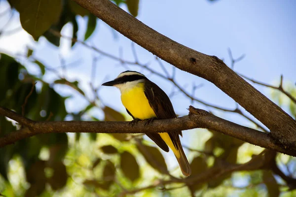 Bird Perched Branch Leafy Tree Pitangus Sulphuratus — Stock Photo, Image