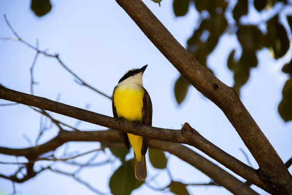 Птица Села Ветку Листового Дерева Питангус Серный — стоковое фото