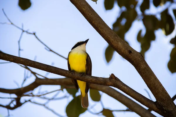 Bird Perched Branch Leafy Tree Pitangus Sulphuratus — стоковое фото