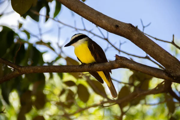 Bird Perched Branch Leafy Tree Pitangus Sulphuratus — Stock Photo, Image