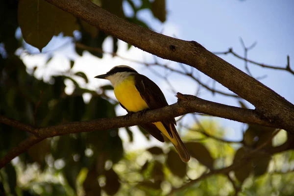 Yapraklı bir ağacın dalına tünemiş bir kuş. Pitangus sülfür.