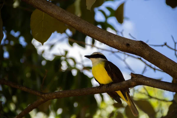 Yapraklı bir ağacın dalına tünemiş bir kuş. Pitangus sülfür.