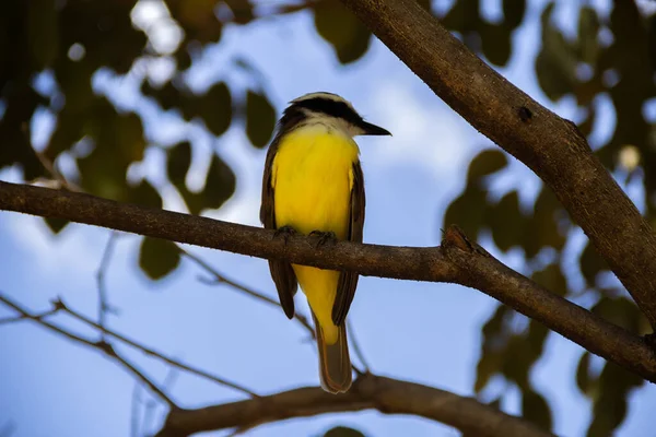 Yapraklı bir ağacın dalına tünemiş bir kuş. Pitangus sülfür.