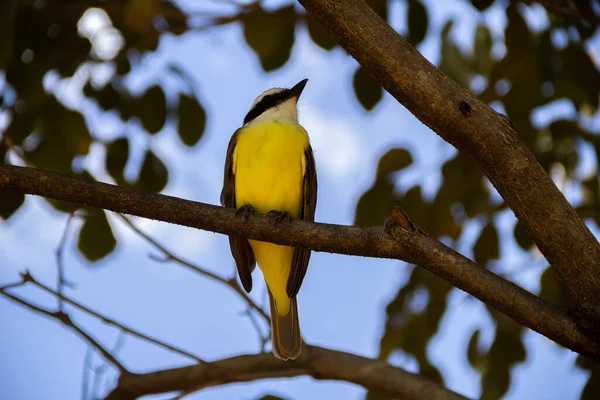 Yapraklı bir ağacın dalına tünemiş bir kuş. Pitangus sülfür.