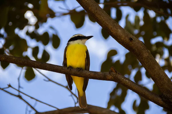 Bird Perched Branch Leafy Tree Pitangus Sulphuratus — 스톡 사진