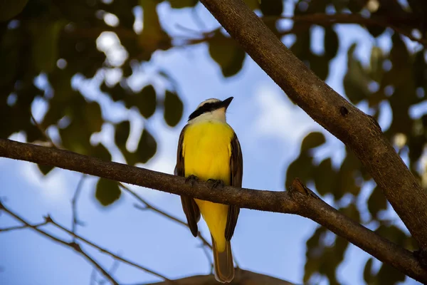 Ein Vogel Hockte Auf Dem Ast Eines Grünen Baumes Pitangus — Stockfoto