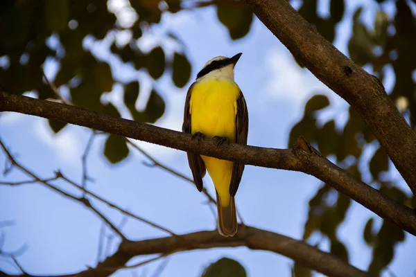 Yapraklı bir ağacın dalına tünemiş bir kuş. Pitangus sülfür.