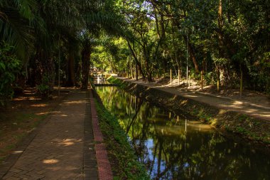 Goiania şehrindeki Bosque dos Buritis manzarası. Goiania şehrinde bir halk parkı..