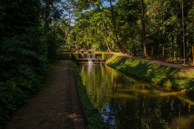 Goiania şehrindeki Bosque dos Buritis manzarası. Goiania şehrinde bir halk parkı..