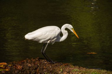 Goiania 'daki Bosque dos Buritis gölünün kıyısında büyük bir balıkçıl. Büyük beyaz balıkçıl.