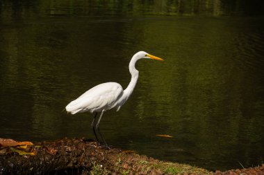 Goiania 'daki Bosque dos Buritis gölünün kıyısında büyük bir balıkçıl. Büyük beyaz balıkçıl.