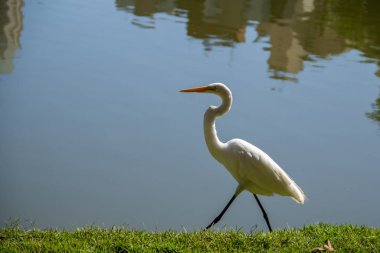 Goiania 'daki Bosque dos Buritis gölünün kıyısında büyük bir balıkçıl. Büyük beyaz balıkçıl.