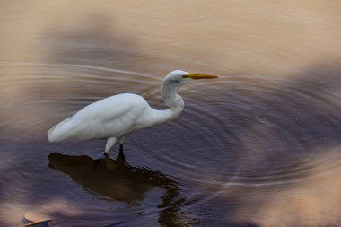 Goiania şehrindeki bir halk parkındaki gölün sularında bir Büyük Beyaz Akbalıkçıl. Ardea alba.