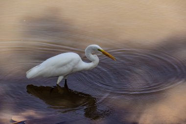 Goiania şehrindeki bir halk parkındaki gölün sularında bir Büyük Beyaz Akbalıkçıl. Ardea alba.