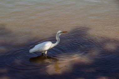Goiania şehrindeki bir halk parkındaki gölün sularında bir Büyük Beyaz Akbalıkçıl. Ardea alba.