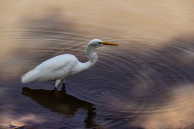 Goiania şehrindeki bir halk parkındaki gölün sularında bir Büyük Beyaz Akbalıkçıl. Ardea alba.