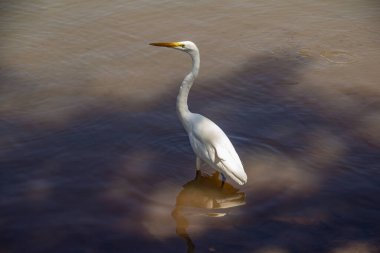 Goiania şehrindeki bir halk parkındaki gölün sularında bir Büyük Beyaz Akbalıkçıl. Ardea alba.