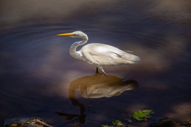Goiania şehrindeki bir halk parkındaki gölün sularında bir Büyük Beyaz Akbalıkçıl. Ardea alba.
