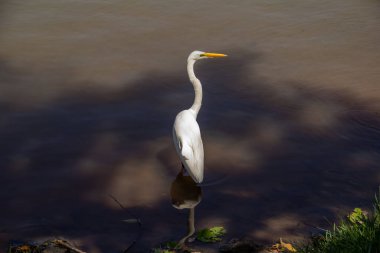 Goiania şehrindeki bir halk parkındaki gölün sularında bir Büyük Beyaz Akbalıkçıl. Ardea alba.