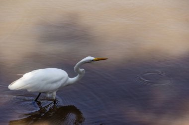 Goiania şehrindeki bir halk parkındaki gölün sularında bir Büyük Beyaz Akbalıkçıl. Ardea alba.