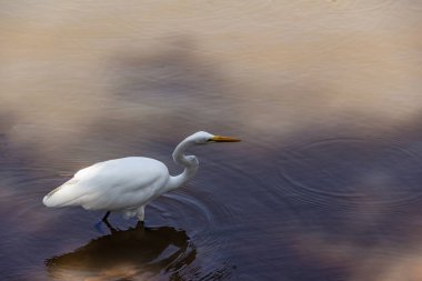 Goiania şehrindeki bir halk parkındaki gölün sularında bir Büyük Beyaz Akbalıkçıl. Ardea alba.