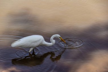 Goiania şehrindeki bir halk parkındaki gölün sularında bir Büyük Beyaz Akbalıkçıl. Ardea alba.
