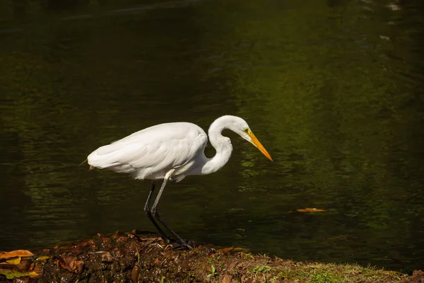 Great White Heron Shores Lake Bosque Dos Buritis Goiania Great — Foto de Stock