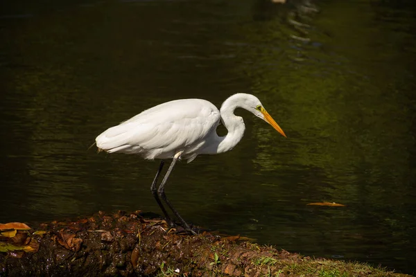 Goiania 'daki Bosque dos Buritis gölünün kıyısında büyük bir balıkçıl. Büyük beyaz balıkçıl.