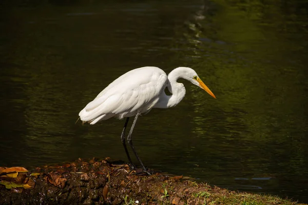 Great White Heron Shores Lake Bosque Dos Buritis Goiania Great — Foto de Stock