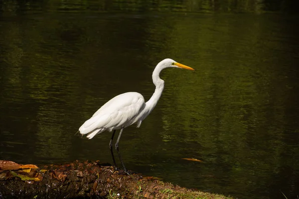 Great White Heron Shores Lake Bosque Dos Buritis Goiania Great — Foto de Stock