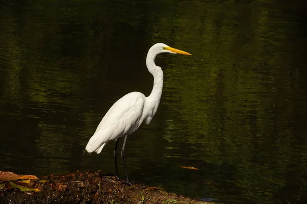 Great White Heron Shores Lake Bosque Dos Buritis Goiania Great — Foto de Stock