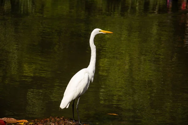 Uma Grande Garça Branca Nas Margens Lago Bosque Dos Buritis — Fotografia de Stock