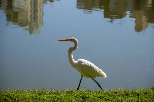 Great White Heron Shores Lake Bosque Dos Buritis Goiania Great — Foto de Stock