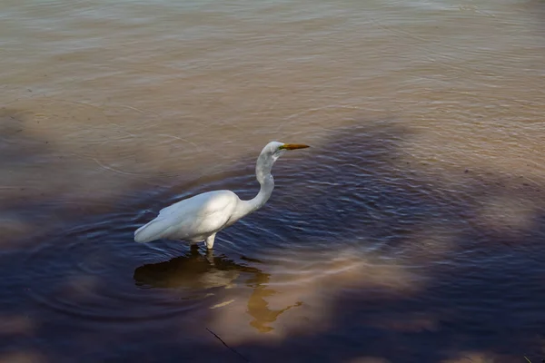 Grande Egret Branco Água Lago Parque Público Cidade Goiânia Ardea — Fotografia de Stock