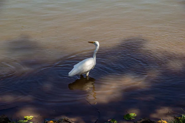 Great White Egret Water Lake Public Park City Goiania Ardea — Photo