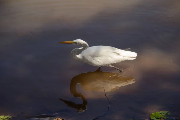 Velký Bílý Egret Vodě Jezera Veřejném Parku Městě Goiania Ardea — Stock fotografie