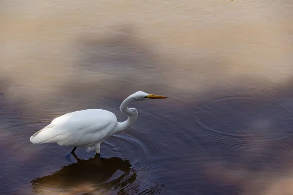 Great White Egret Water Lake Public Park City Goiania Ardea — Photo