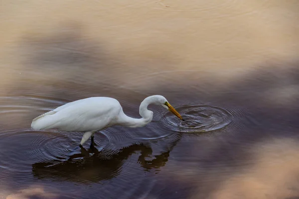 Great White Egret Water Lake Public Park City Goiania Ardea — Photo