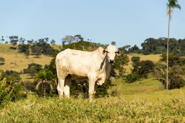 Brezilya 'da yol kenarı manzarası. Açık gökyüzü olan bir günde sığırlar yeşil çimen yiyor. Brezilya 'nın iç kesimlerinde kırsal alan.