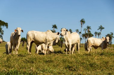 Brezilya 'da yol kenarı manzarası. Açık gökyüzü olan bir günde sığırlar yeşil çimen yiyor. Brezilya 'nın iç kesimlerinde kırsal alan.
