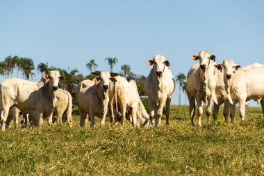 Brezilya 'da yol kenarı manzarası. Açık gökyüzü olan bir günde sığırlar yeşil çimen yiyor. Brezilya 'nın iç kesimlerinde kırsal alan.