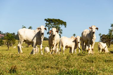 Brezilya 'da yol kenarı manzarası. Açık gökyüzü olan bir günde sığırlar yeşil çimen yiyor. Brezilya 'nın iç kesimlerinde kırsal alan.