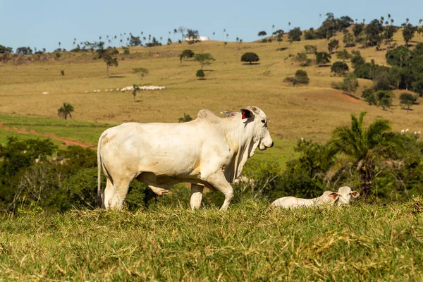 Brezilya 'da yol kenarı manzarası. Açık gökyüzü olan bir günde sığırlar yeşil çimen yiyor. Brezilya 'nın iç kesimlerinde kırsal alan.