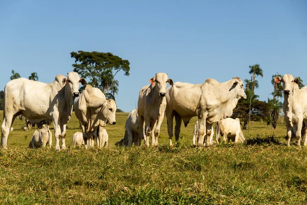 Brezilya 'da yol kenarı manzarası. Açık gökyüzü olan bir günde sığırlar yeşil çimen yiyor. Brezilya 'nın iç kesimlerinde kırsal alan.