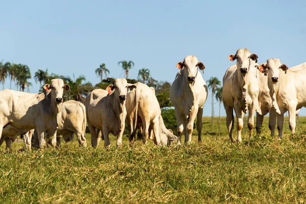Brezilya 'da yol kenarı manzarası. Açık gökyüzü olan bir günde sığırlar yeşil çimen yiyor. Brezilya 'nın iç kesimlerinde kırsal alan.