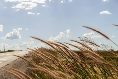 Asfalt ve kıyıları çimlerle kaplı bir otobanın ayrıntıları. Çimenli manzara ve bulutlu mavi gökyüzü.