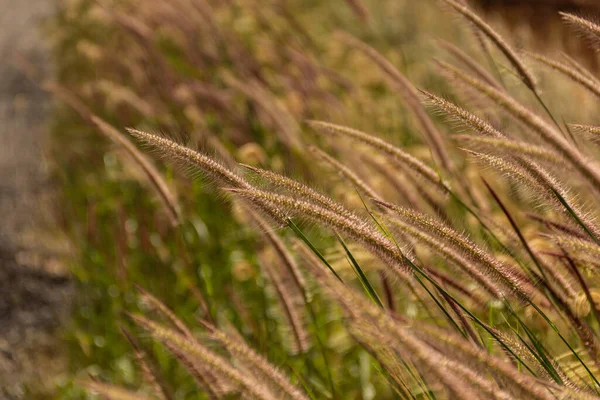 Detail Clump Grass Illuminated Daylight Narrow Focus — Stockfoto